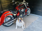2005 Suzuki VL 800 Boulevard 2005 Suzuki VL 800 Boulevard