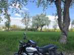 2021 Ducati Scrambler 1100 Dark Pro 2021 Ducati Scrambler 1100 Dark Pro